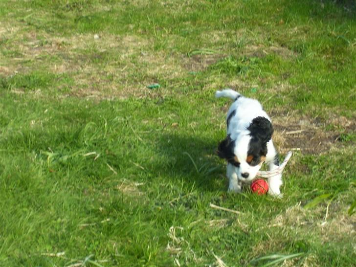 Cavalier king charles spaniel Naya billede 11