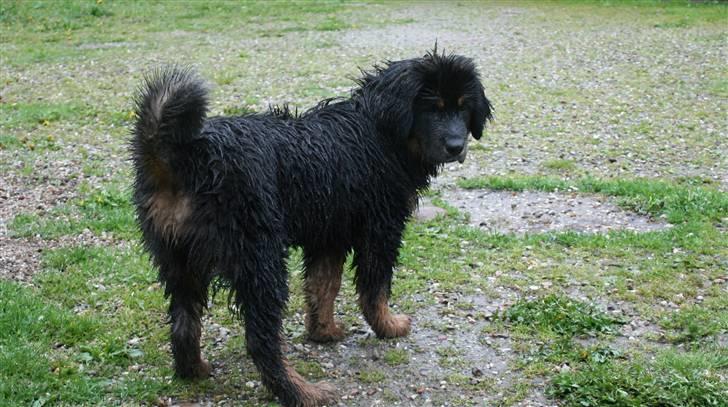 Tibetansk mastiff Rami billede 14