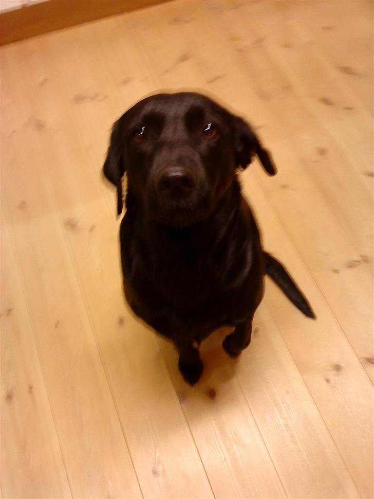 Labrador retriever Mille (MIN!) - uh, uh, skal jeg kigge nu? billede 10