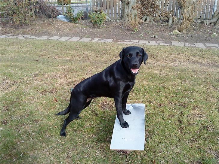 Labrador retriever Mille (MIN!) - vi træner ryggen ;D billede 12