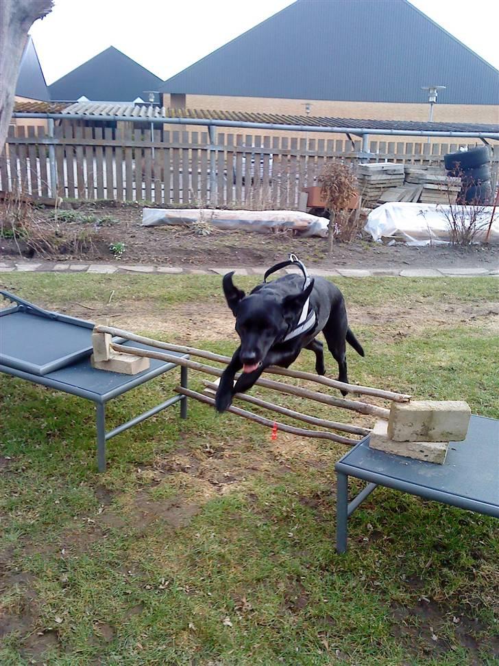 Labrador retriever Mille (MIN!) - mille springer 50 cm billede 15