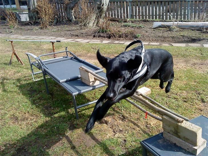 Labrador retriever Mille (MIN!) -  mille springer 50 cm billede 16