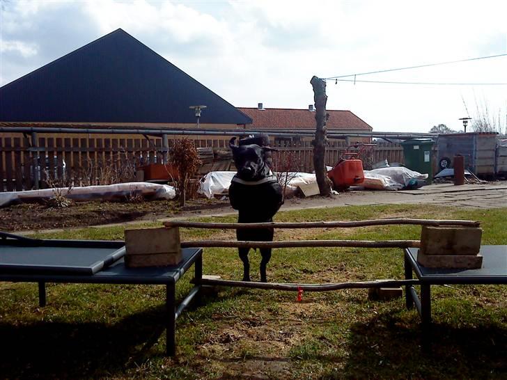 Labrador retriever Mille (MIN!) - igen billede 17