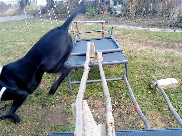 Labrador retriever Mille (MIN!) - igen billede 18