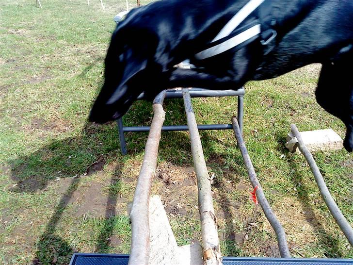 Labrador retriever Mille (MIN!) - iigen billede 19