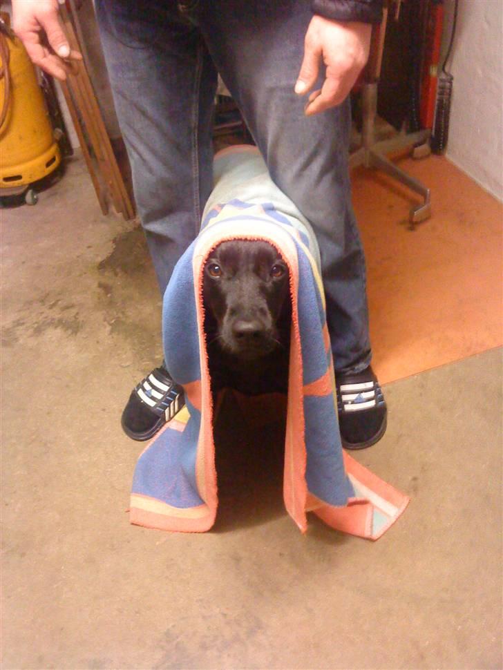 Labrador retriever Mille (MIN!) - så skal vi tørres efter at have været ude i sneen <3 billede 20