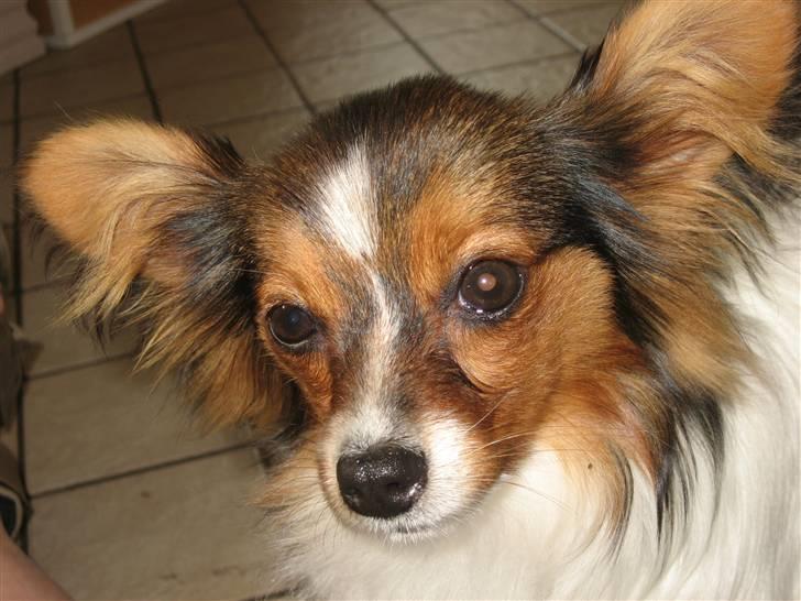 Papillon Hugo-Boss  R.I.P  billede 1