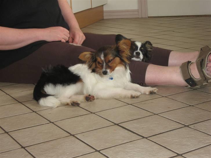 Papillon Hugo-Boss  R.I.P  billede 2