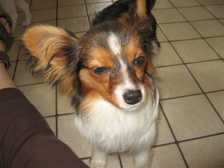 Papillon Hugo-Boss  R.I.P  billede 3