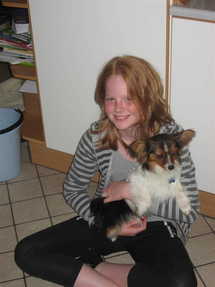 Papillon Hugo-Boss  R.I.P  billede 4
