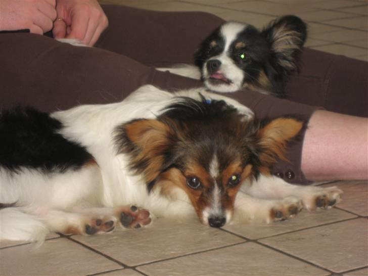 Papillon Hugo-Boss  R.I.P  billede 5