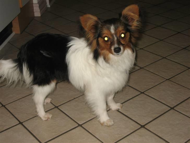 Papillon Hugo-Boss  R.I.P  billede 6