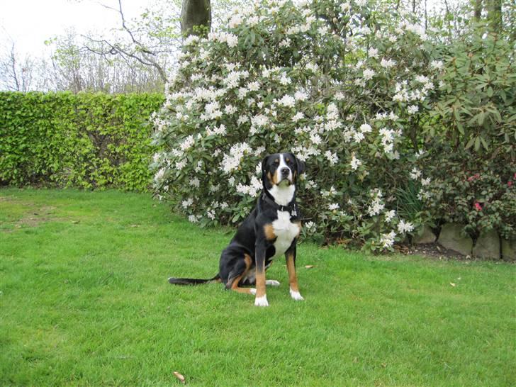 Grosser schweizer sennenhund Grosser Stars Amanda billede 12