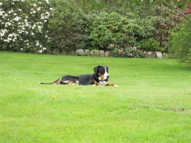 Grosser schweizer sennenhund Grosser Stars Amanda billede 13