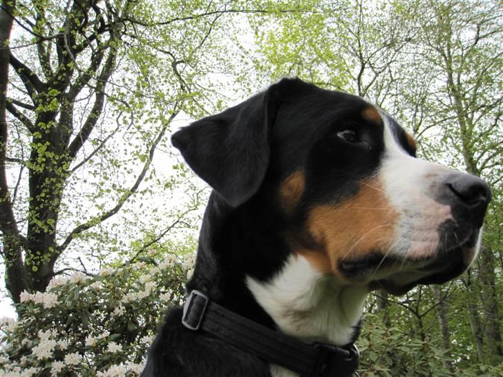 Grosser schweizer sennenhund Grosser Stars Amanda billede 14