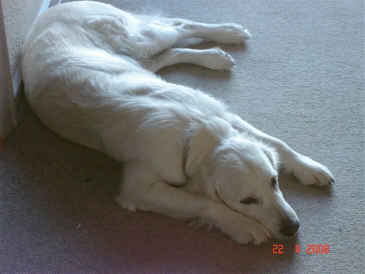 Golden retriever Bertha billede 1