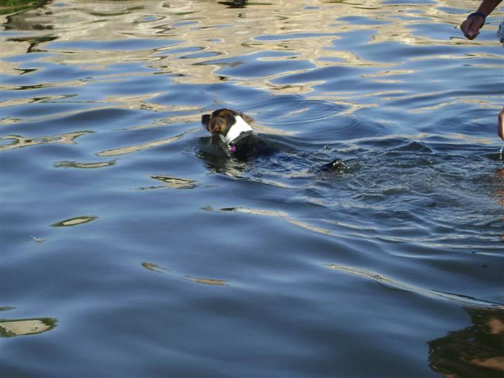 Chihuahua /Jack russell Frida R.I.P billede 20