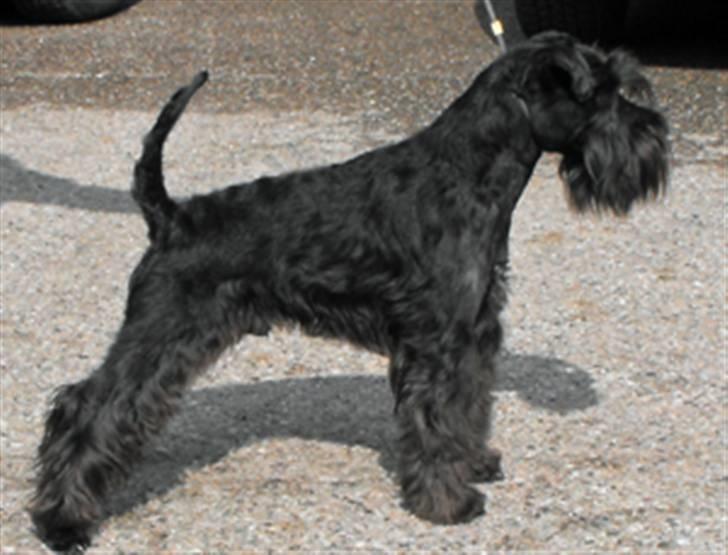 Dvaergschnauzer Kenzo billede 13