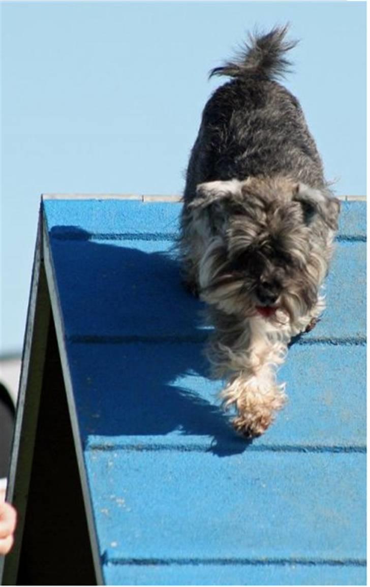 Dvaergschnauzer Muffe billede 18