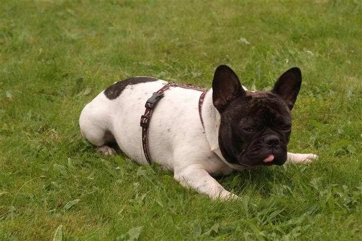 Fransk bulldog Pluto billede 20