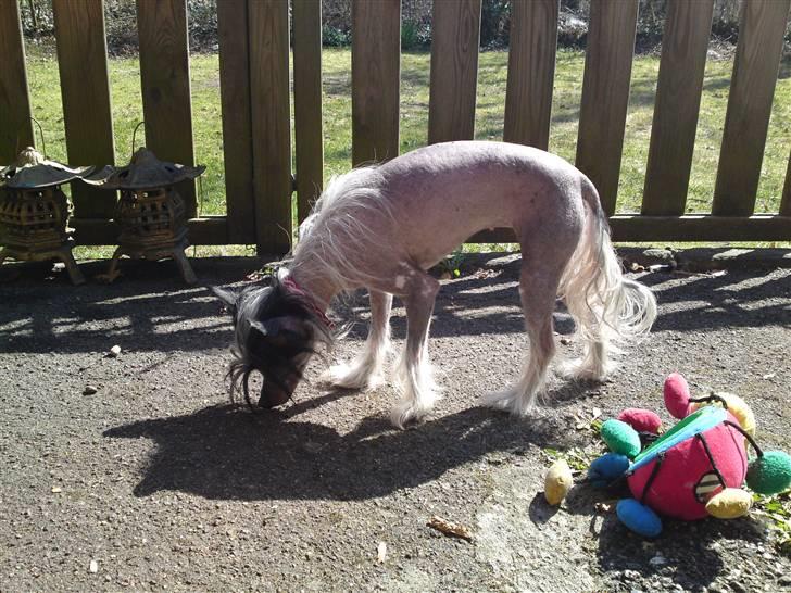 Chinese crested hårløs Chanel - et helt år efter jeg har fået hende. billede 7