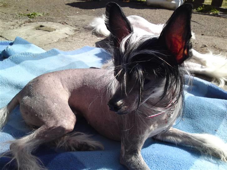 Chinese crested hårløs Chanel - et helt år efter jeg har fået hende. billede 8