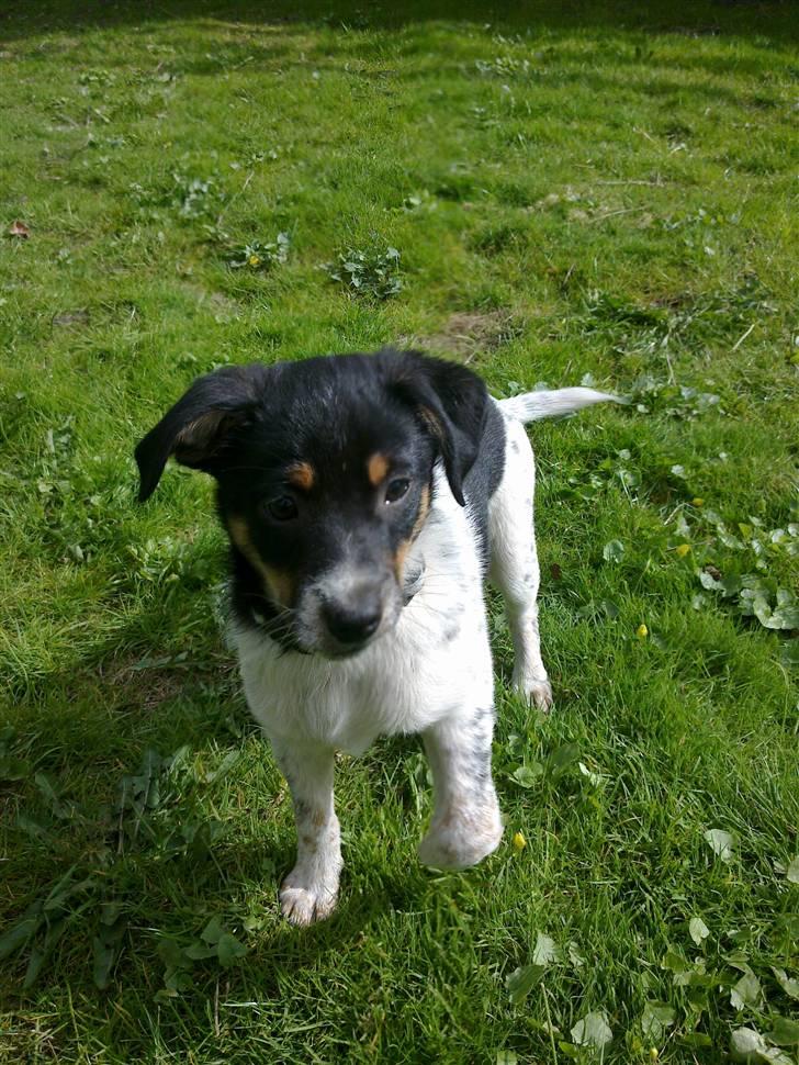 Dansk svensk gaardhund Kato - super søde kato der hygger i haven :) billede 1