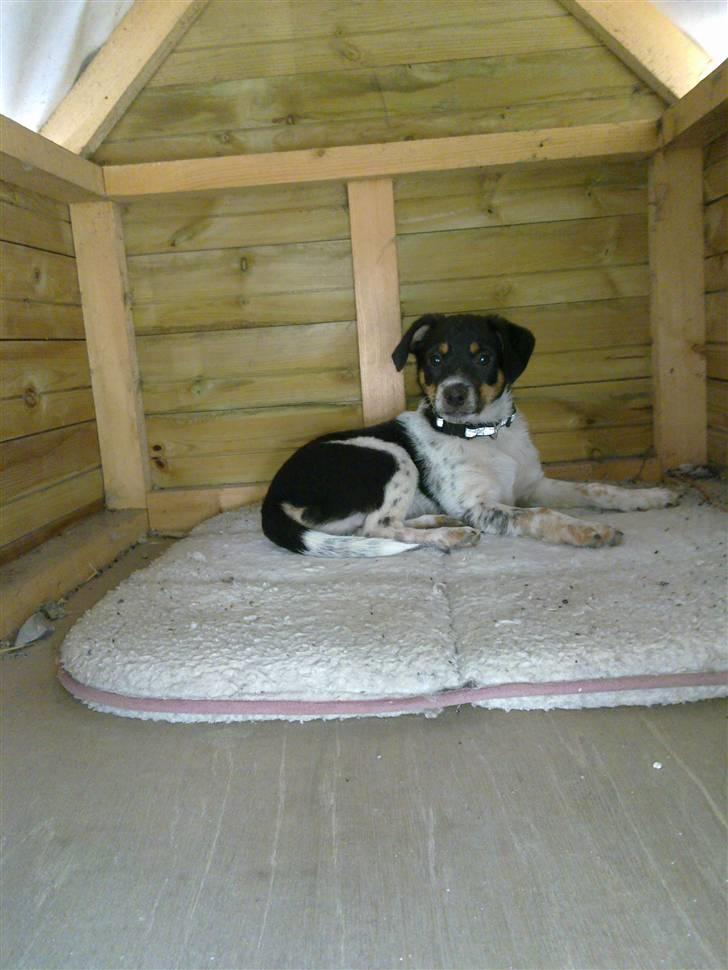 Dansk svensk gaardhund Kato - kato ligger i hans onkels store hundehus :) billede 2