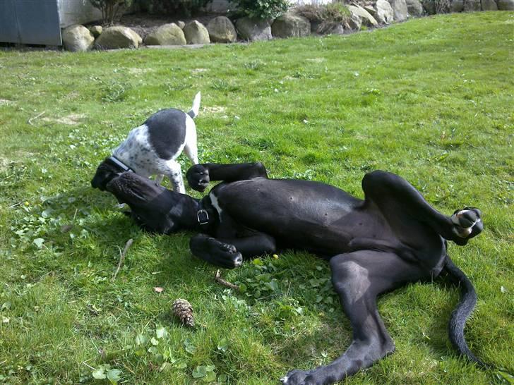 Dansk svensk gaardhund Kato - leger med min fætter :)  billede 3