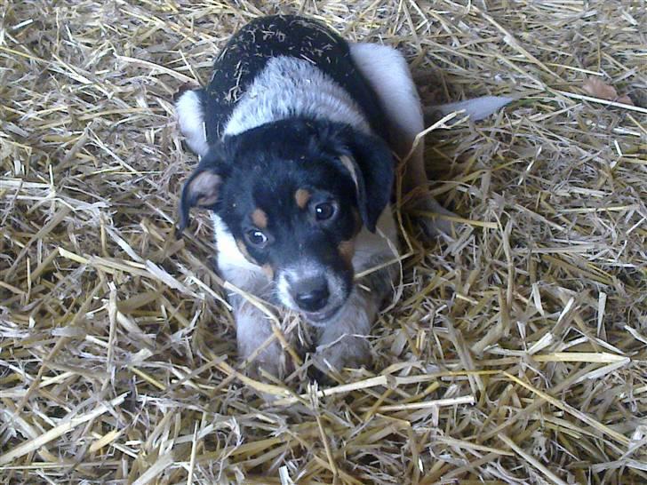 Dansk svensk gaardhund Kato - hygger i halmen :) billede 4