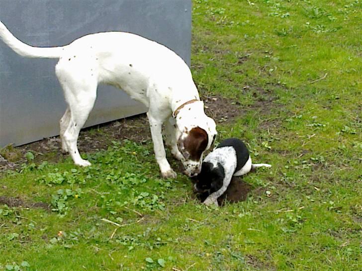 Dansk svensk gaardhund Kato - leger med min kusine :) billede 5
