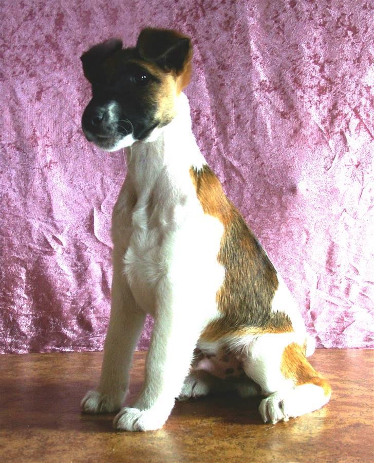 Glathåret foxterrier 09 JEMA-SPOT Sir SCHRØDER - Er jeg ikke hovsi snovsky? billede 8