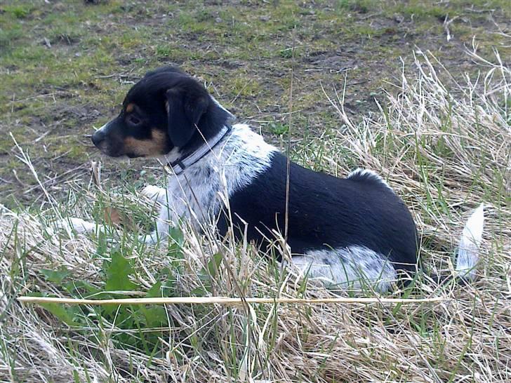 Dansk svensk gaardhund Kato - holder udkig efter en mus :) billede 6