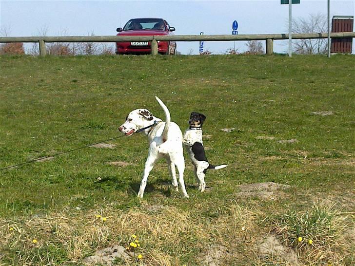 Dansk svensk gaardhund Kato - på stranden billede 7