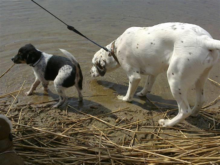 Dansk svensk gaardhund Kato - sobber i det kolde vand. billede 8