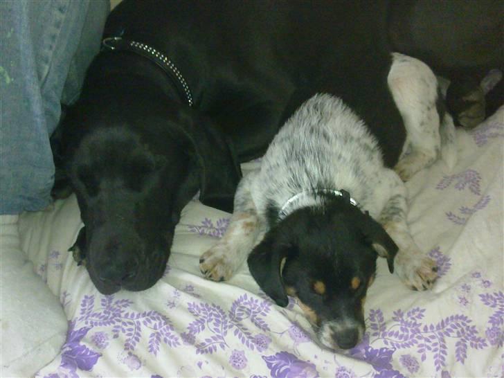 Dansk svensk gaardhund Kato - så blev vi trætte... billede 9