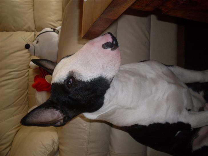 Bullterrier miniature Albert billede 3