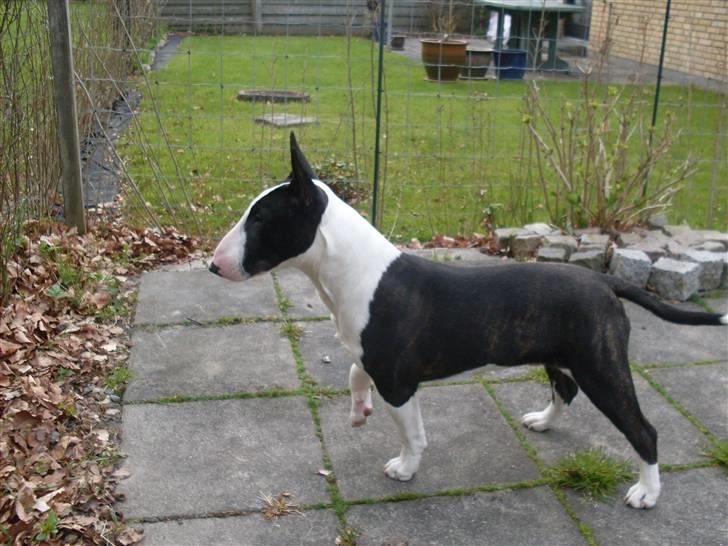 Bullterrier miniature Albert billede 4