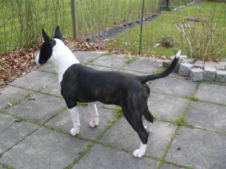 Bullterrier miniature Albert billede 5