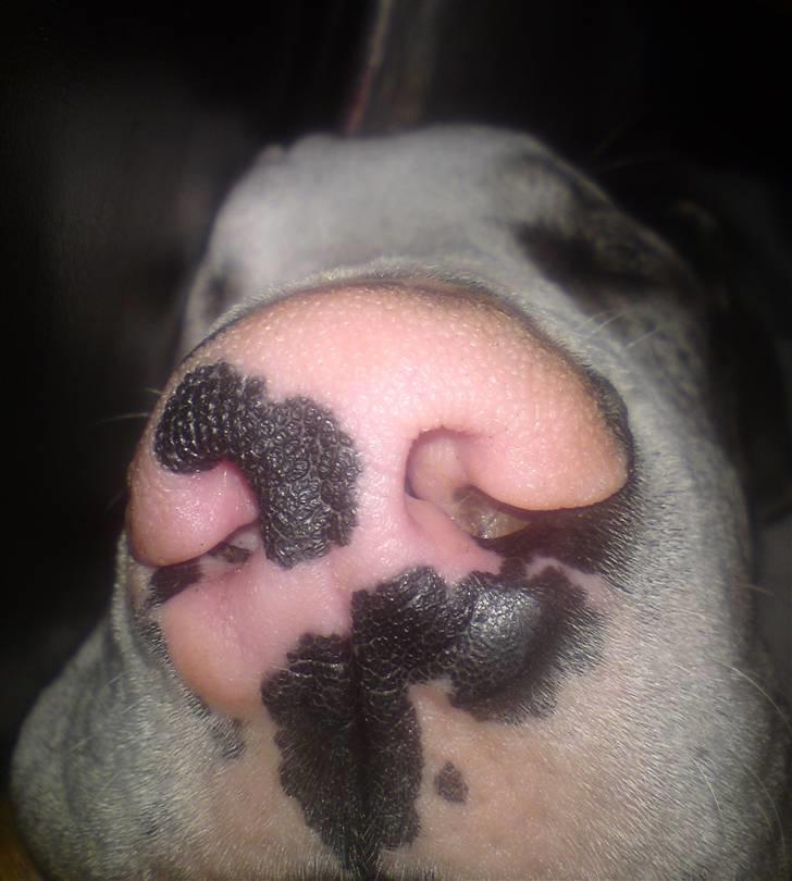 Grand danois Holger Danske - Siger du der er lidt gris over mig??!! billede 10