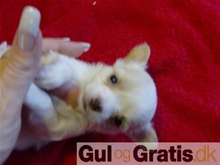 Chihuahua Chanel billede 7