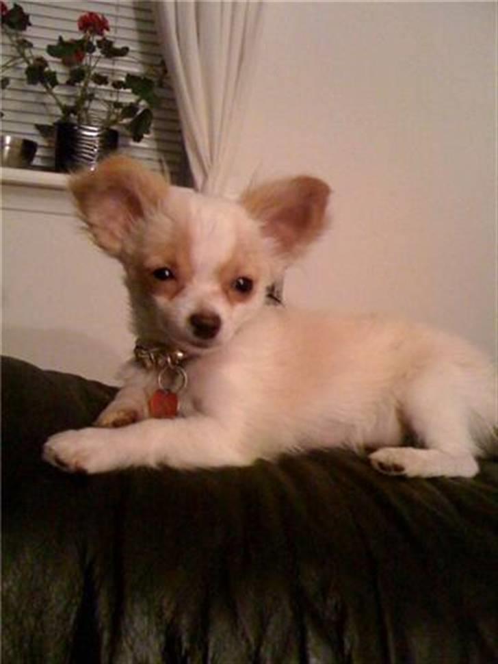 Chihuahua Chanel billede 8