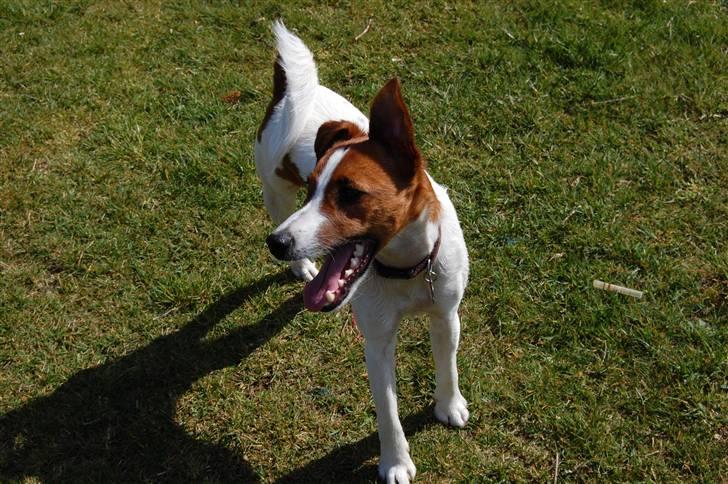 Glathåret foxterrier Foxy  billede 17