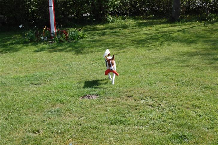 Glathåret foxterrier Foxy  billede 18