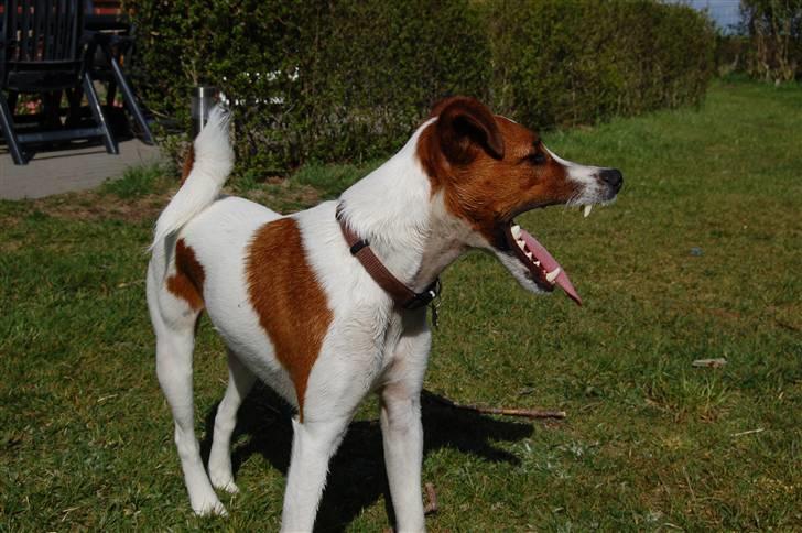 Glathåret foxterrier Foxy  billede 19