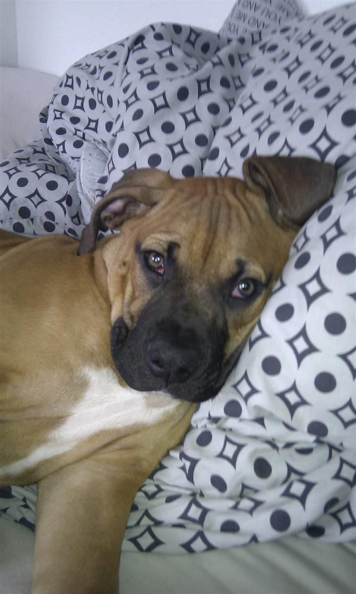 Amerikansk bulldog Milow billede 1