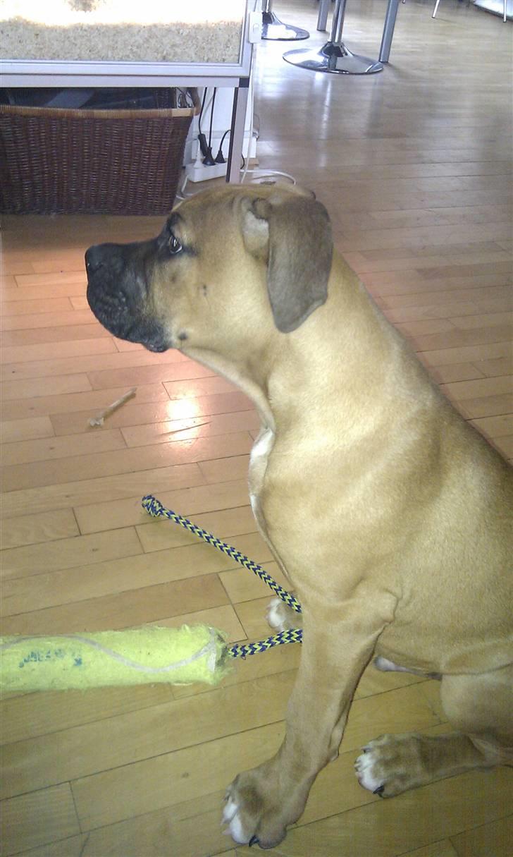 Amerikansk bulldog Milow billede 2