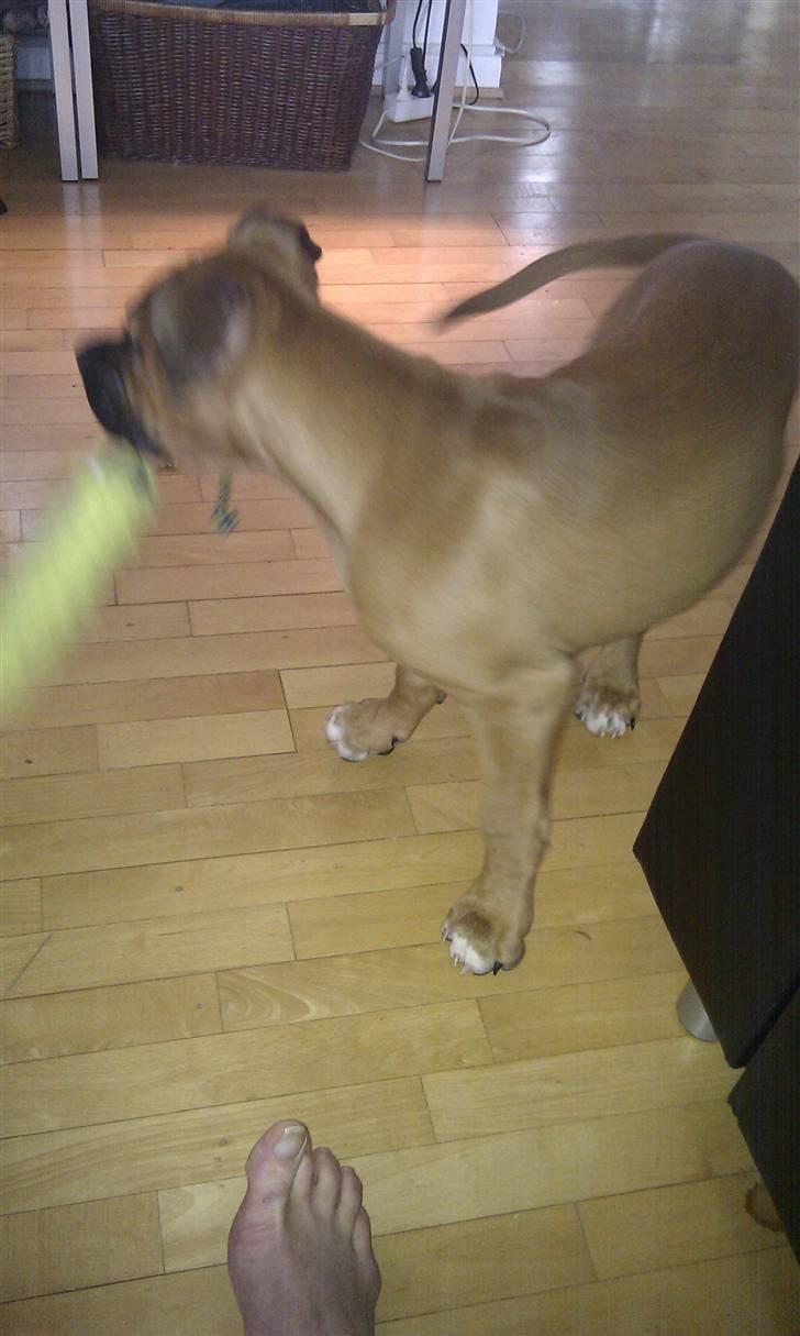 Amerikansk bulldog Milow billede 3