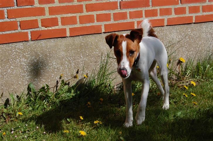 Glathåret foxterrier Foxy  billede 20