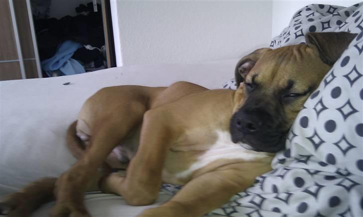 Amerikansk bulldog Milow billede 4